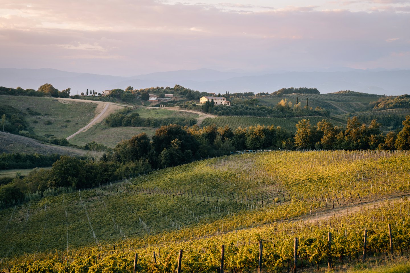 File di viti fiancheggiano le dolci colline di un vigneto.